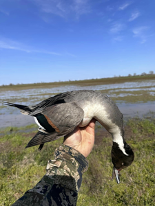 Hunting thrills in Matagorda"